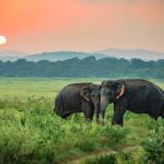 Udawalawe elephants in the sunset