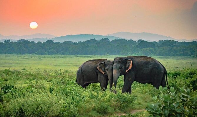 Udawalawe elephants in the sunset