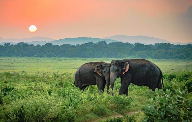 Udawalawe elephants in the sunset