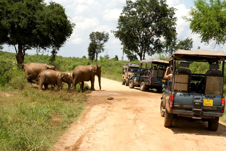 Elephants interacting with safari visitors