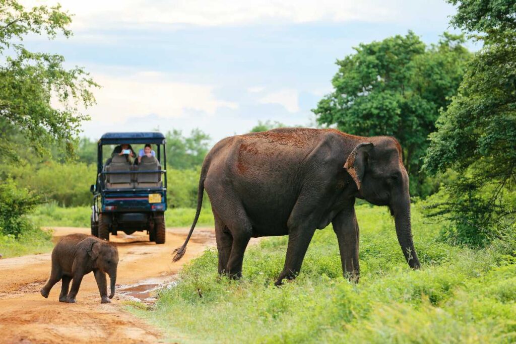 Mom and baby elephant tranquil near a safari jeep