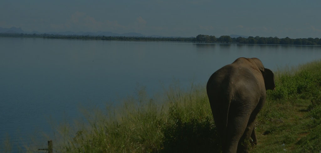 Udawalawe-reservoir-elephant